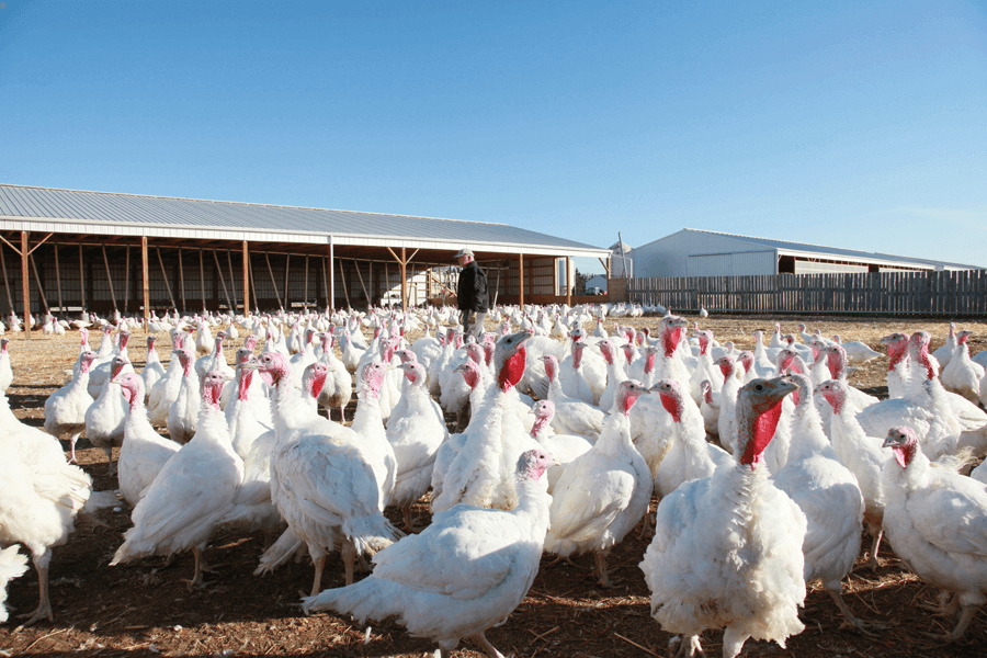√ 4+ Contoh Kandang Ayam Kalkun Yang Baik &amp; Benar