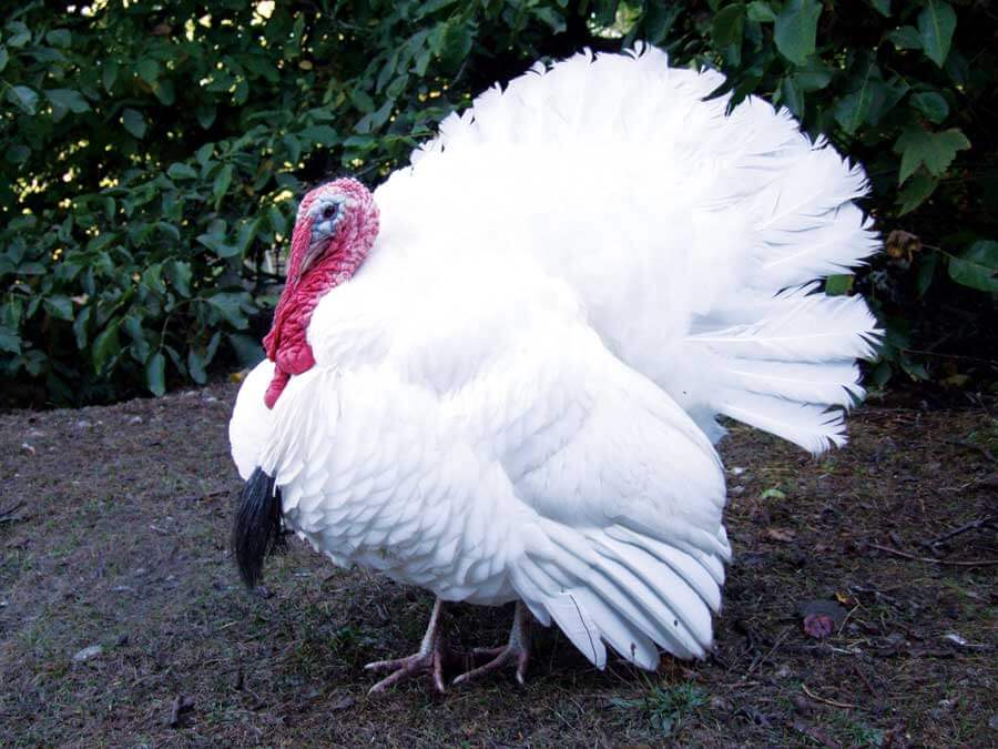 Ayam kalkun White Holland﻿