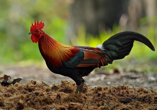 Gambar Ayam Hutan Merah