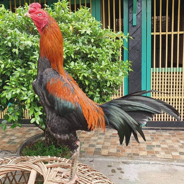 Kemunculan Ayam Pakhoy disebut-sebut agar dapat menyaingi keganasan