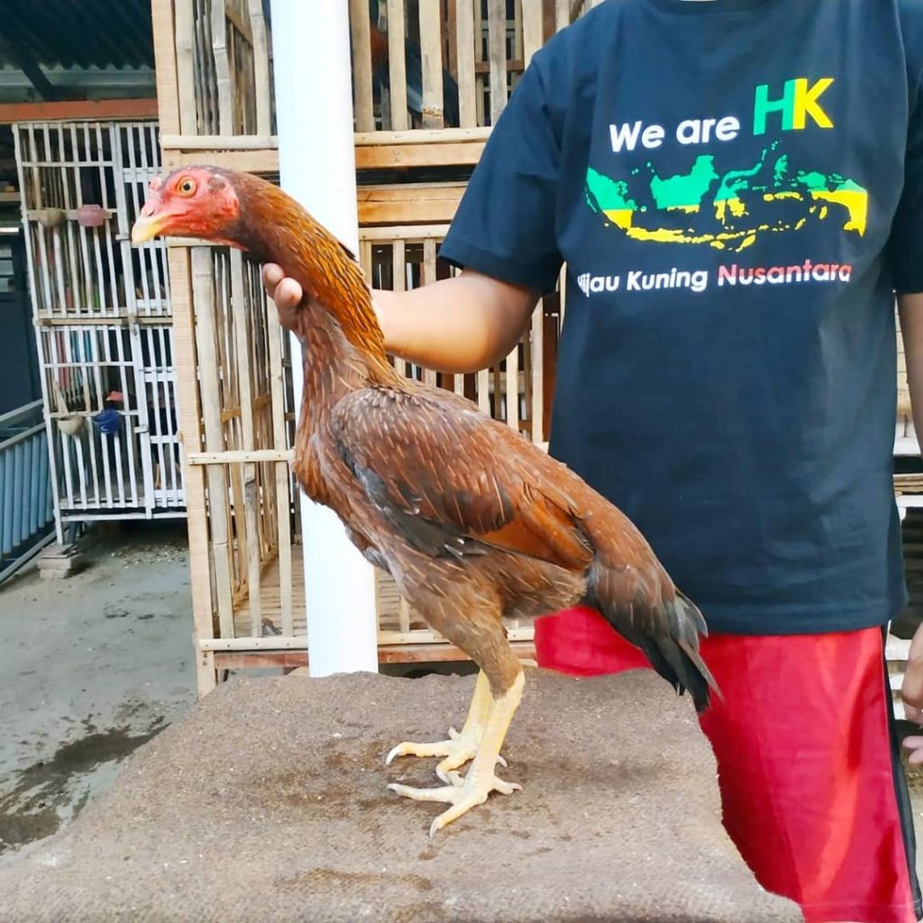   Inilah Harga Ayam  Pakhoy Anakan Dewasa Import Lokal  