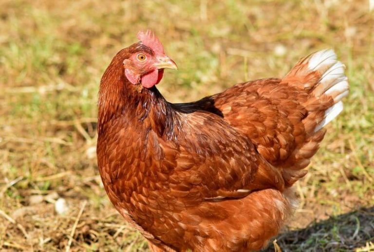   Daftar Harga DOC Pullet  Afkir Ayam  Ras Petelur  Hari Ini