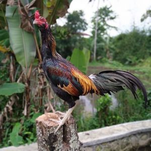 Kelebihan ayam laga mangon ini membuat para pecinta ayam tertarik