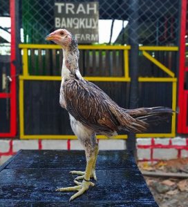 Apa Kelebihan Ayam Mangon