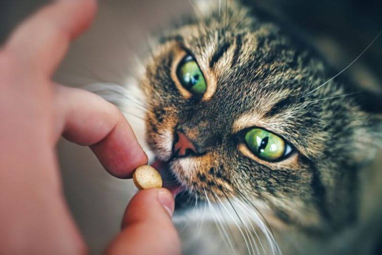 √ 5+ Merk Makanan Kucing Persia Bagus Untuk Bulu & Kesehatannya
