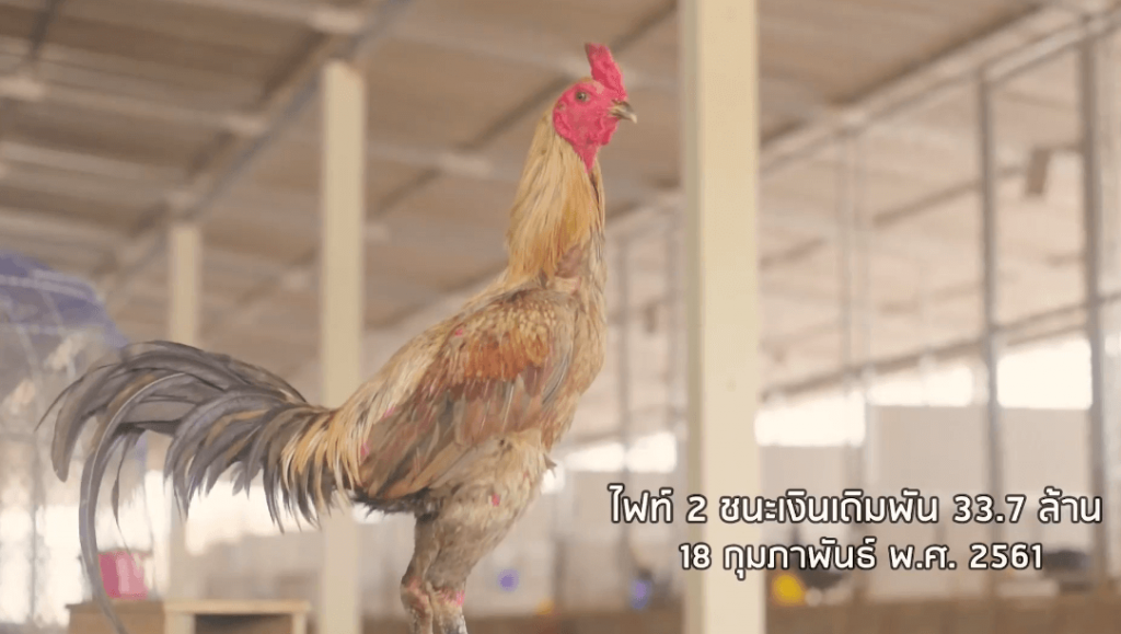 sejarah awal ayam mangon
