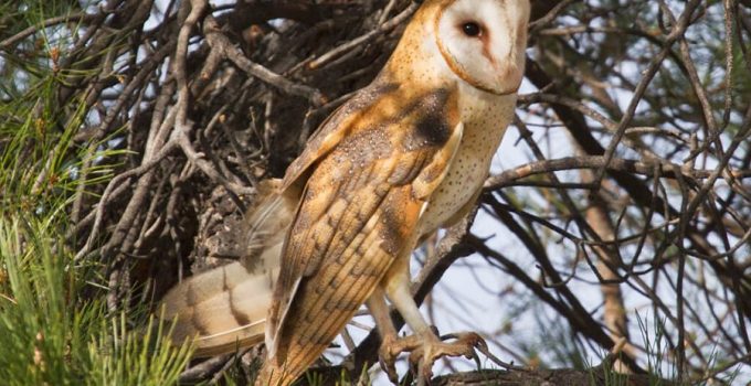 Daftar Harga Burung Hantu