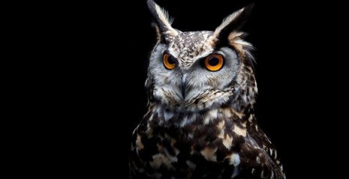 Daftar Makanan Burung Hantu