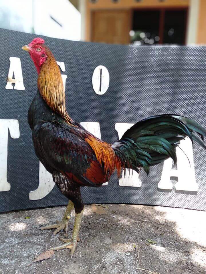 Ayam Mangon adalah