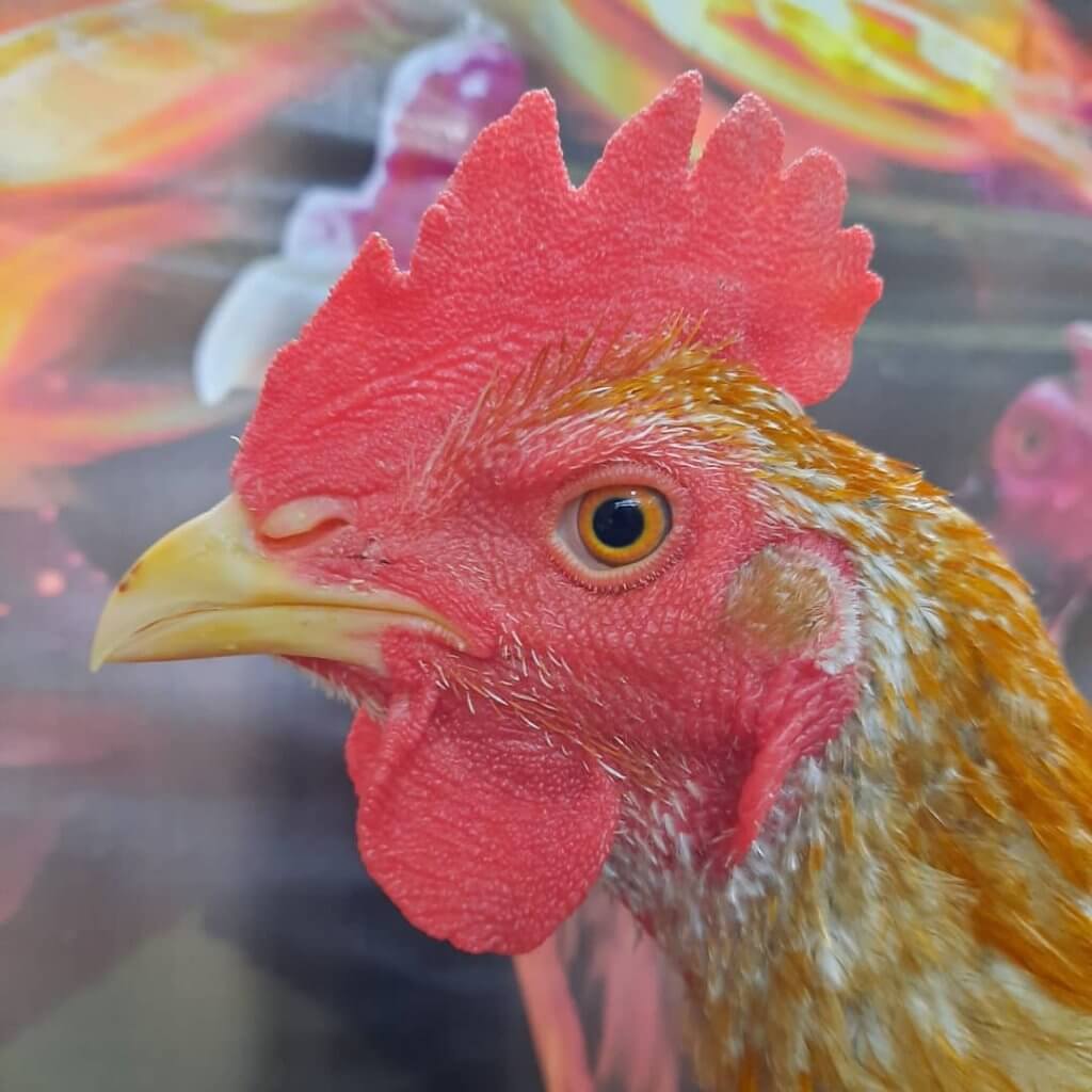 perbedaan utama ayam pama & birma