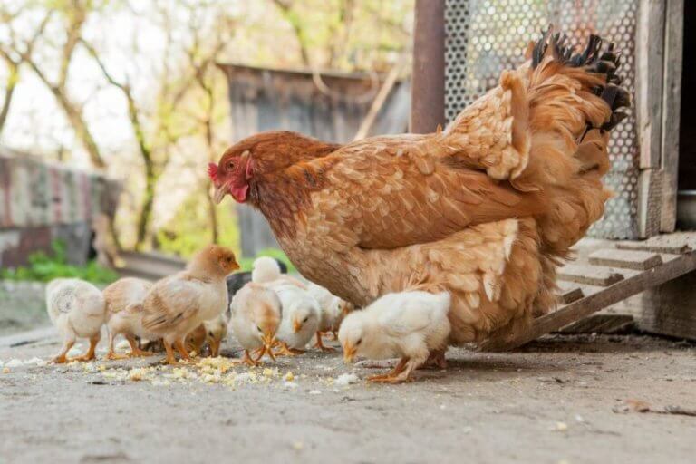 Kekurangan Ayam Gorila