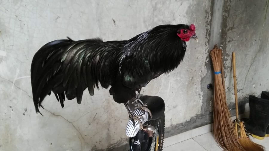 ayam black sumatra original