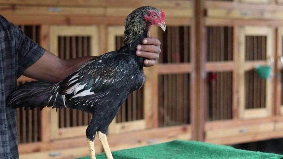 Ayam Brakot Ciri Ciri Cara Mencetak Melatih Kelebihan Harga