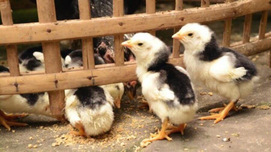 Ayam Aduan Dari Kecil