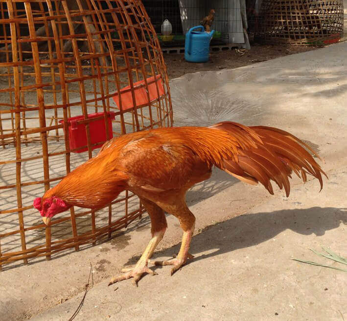 Kebutuhan Suhu Ayam