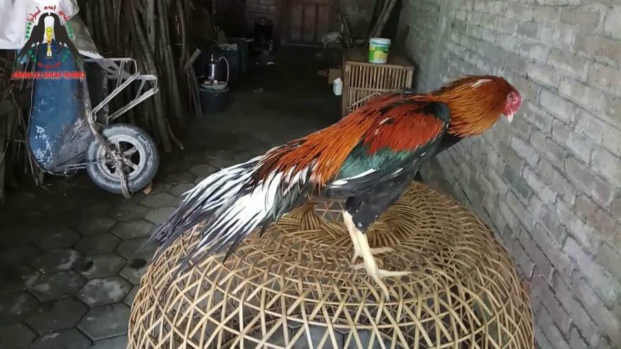 ayam bangkok ekor lidi super wiring kuning