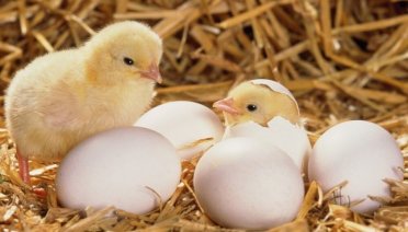 penyebab telur ayam gagal menetas