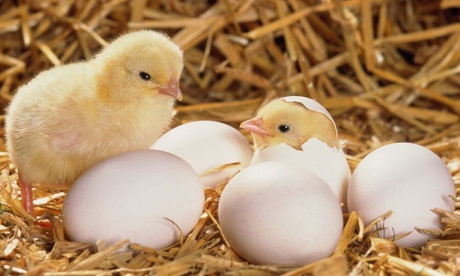 penyebab telur ayam gagal menetas