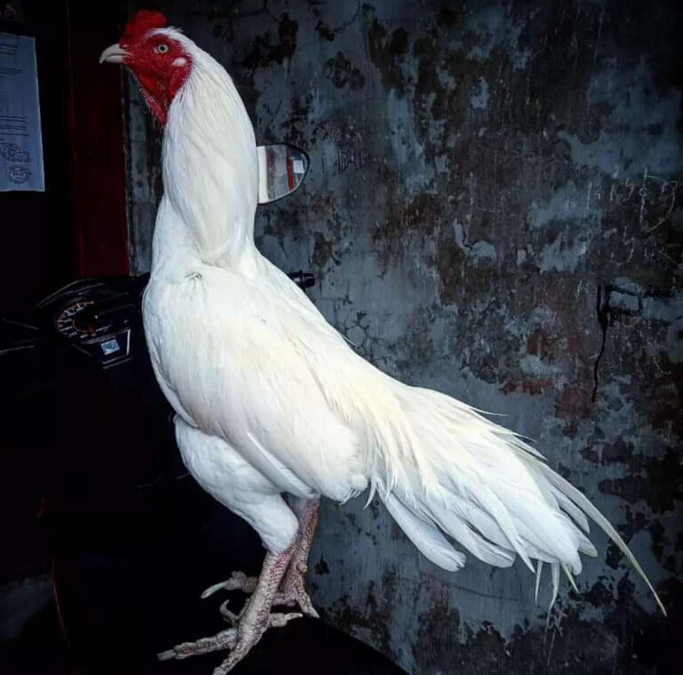 Ayam Jago Bangkok Putih