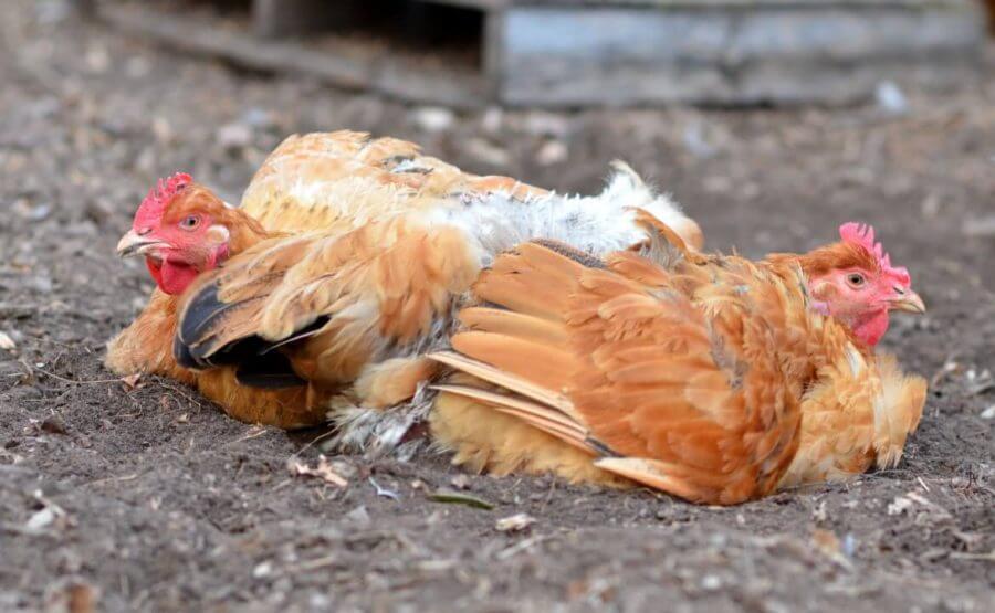 obat alami tembolok ayam kembung