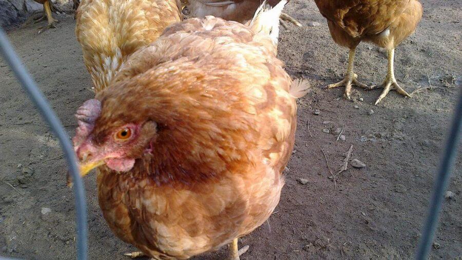 kutu ayam gigit manusia