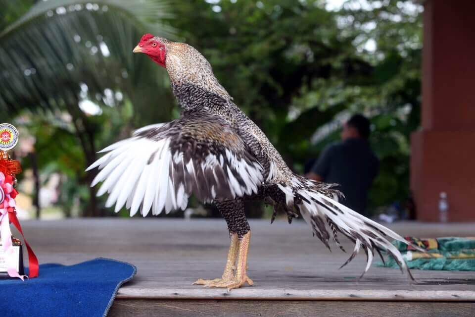 Ayam bangkok super jalu