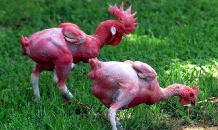 Tips Menumbuhkan bulu ayam