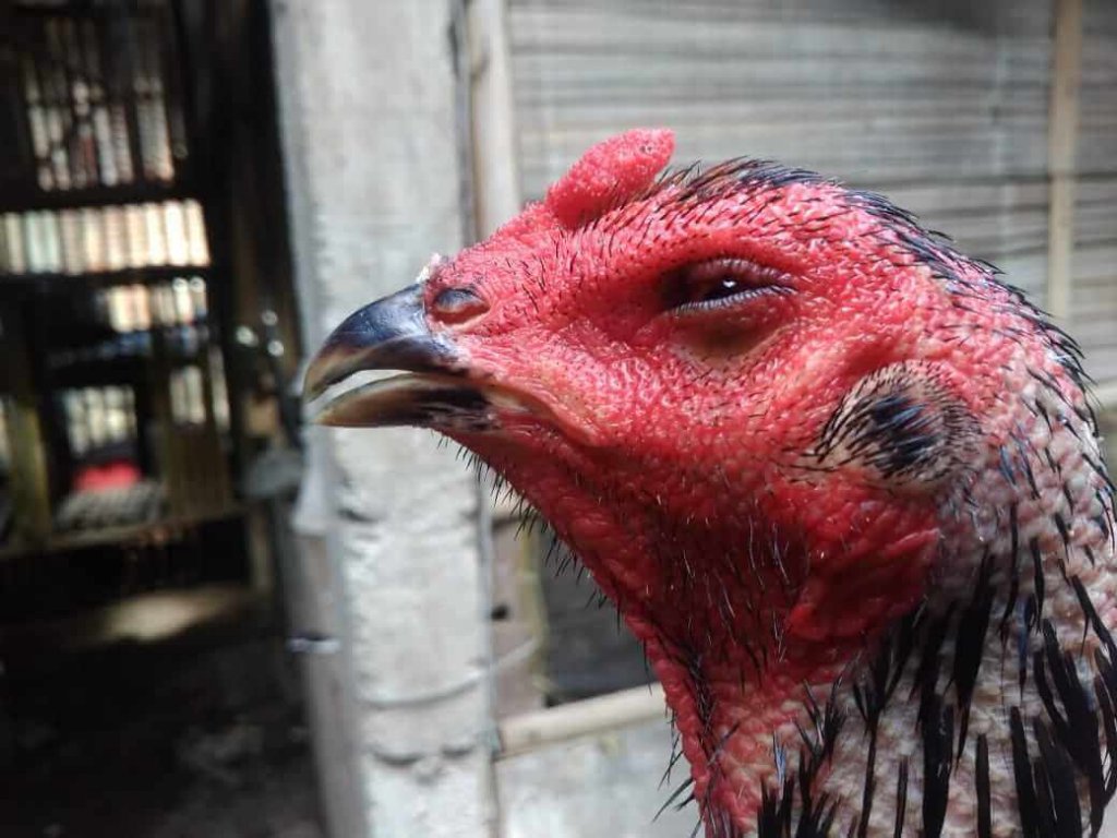 Penyebab Ayam Snot