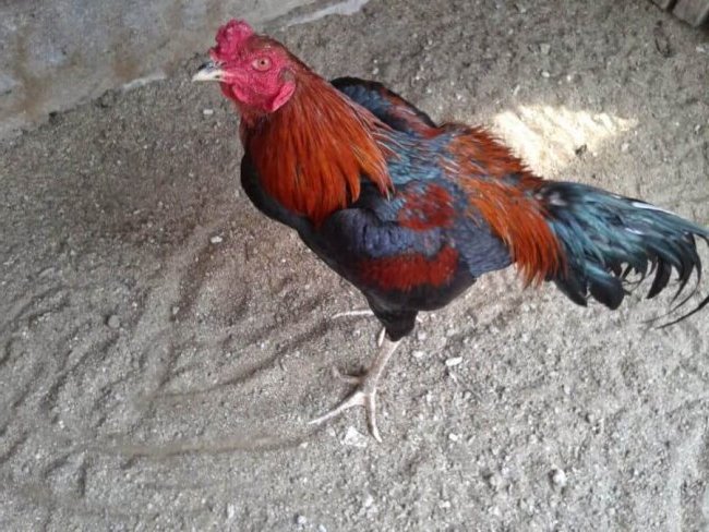 Cara Mengatasi Ayam Turun Urat