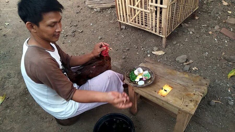 Daftar jamu pencegah penyakit ayam
