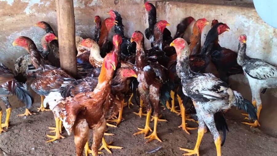 sejarah ayam indio gigante