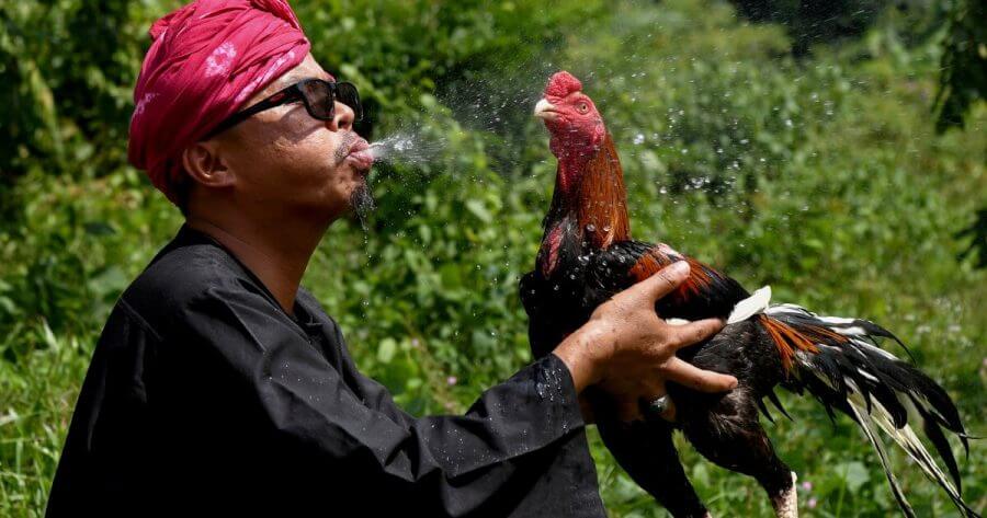 Keistimewaan ayam wiring kuning