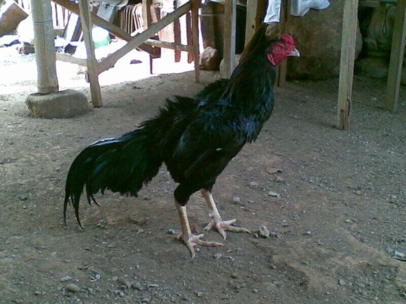 ayam bangkok hitam