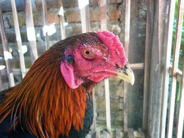Cara mengobati paruh ayam