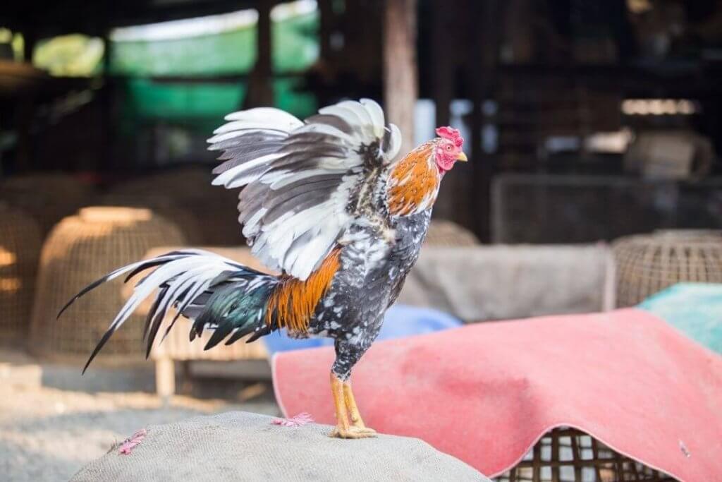 Pakan untuk ayam sebelum bertarung