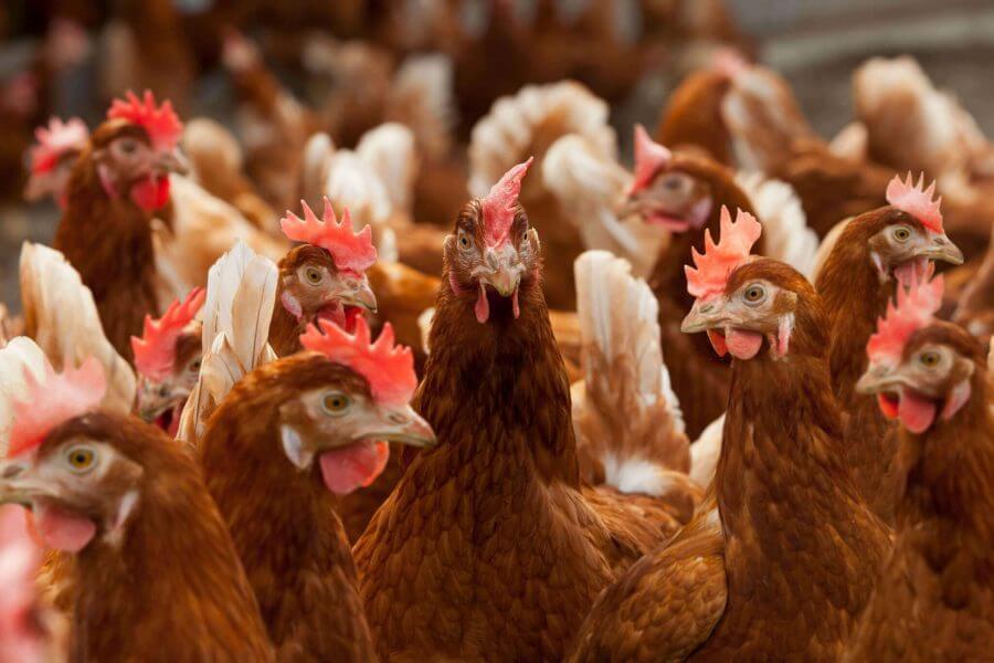 Tips obat herbal ayam stres