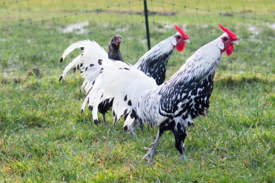apa itu ayam hamburg