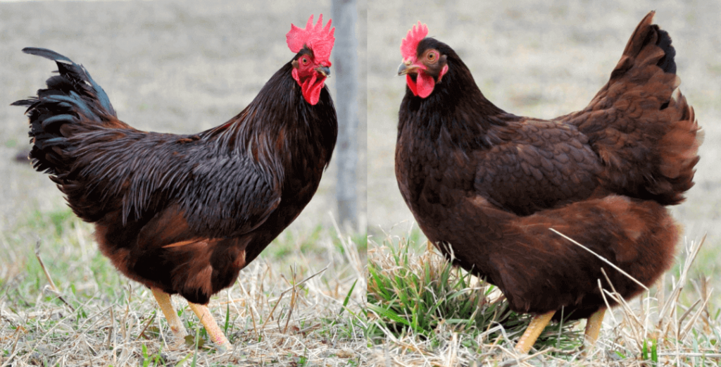 keistimewaan ayam rir