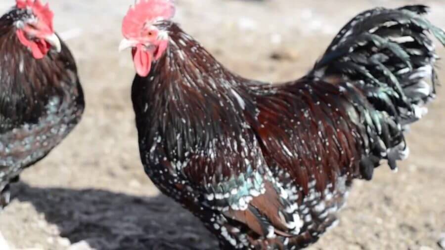 Ayam dual guna