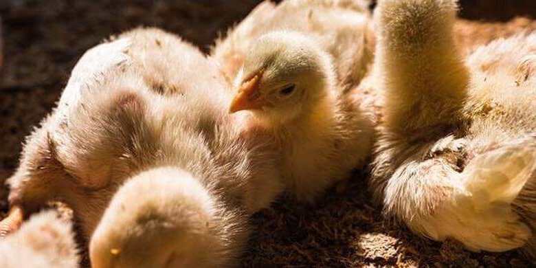 obat ayam diare medion