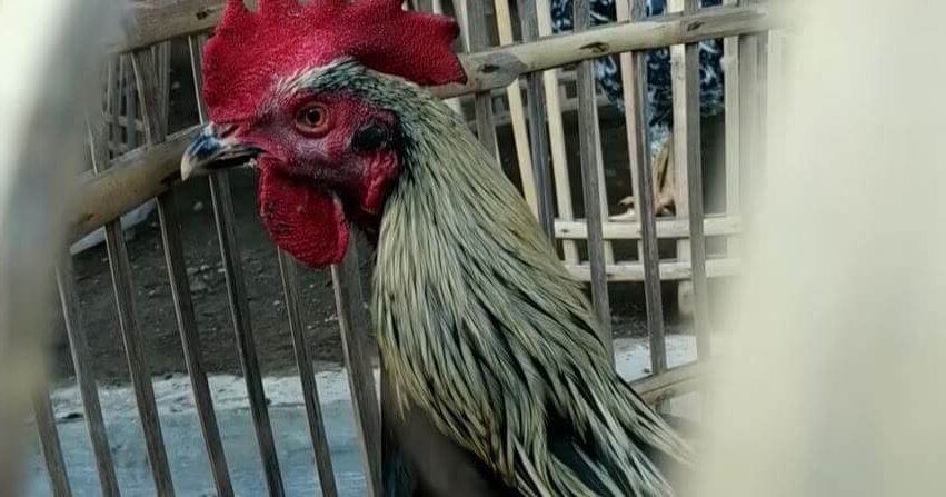 Obat cacing ayam medion