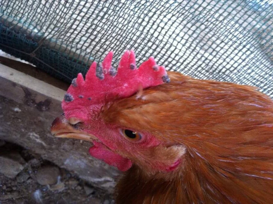 cara menyembuhkan patek pada ayam