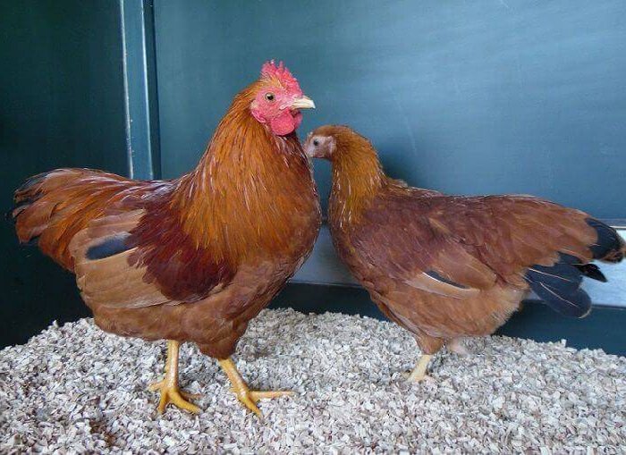 Harga ayam new hampshire