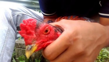 Cara Mengobati Mata Ayam Rabun