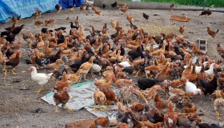 cara mencegah ayam berak hijau