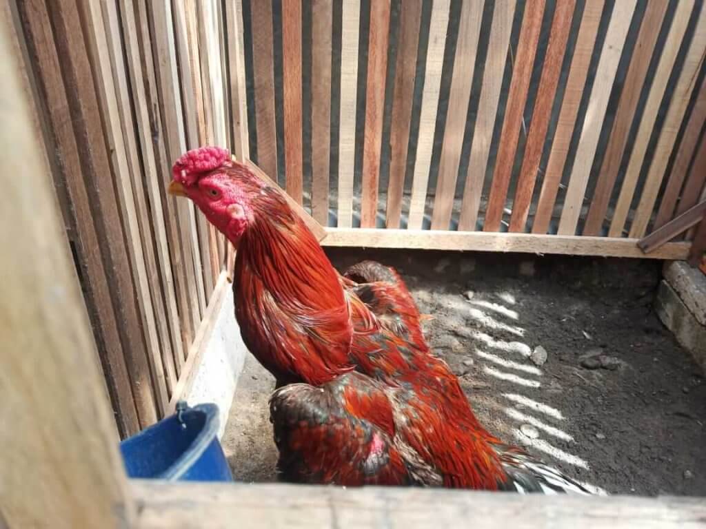 Khasiat kacang hijau untuk ayam aduan