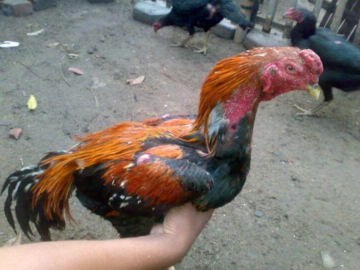 Efek samping ayam makan nasi