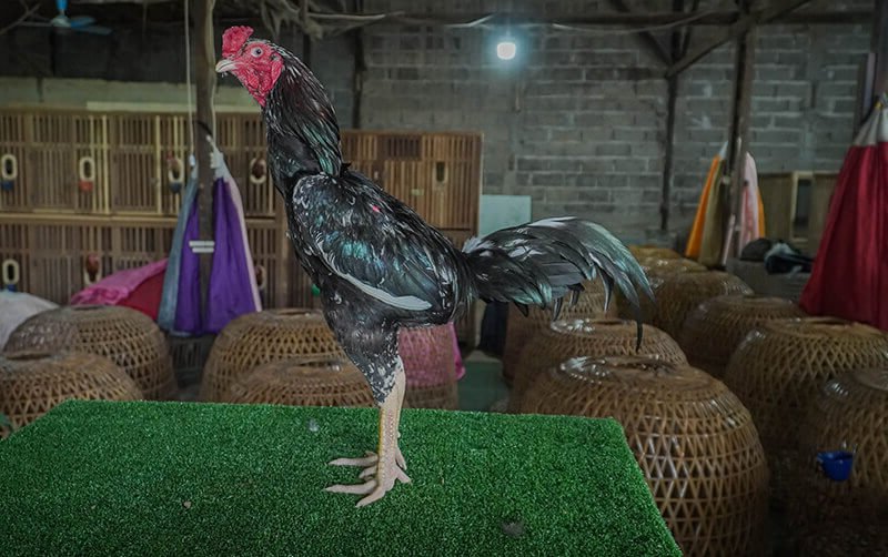 manfaat kencur untuk ayam aduan
