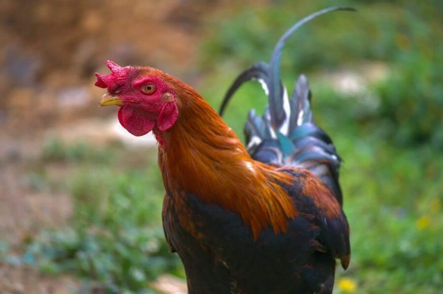 Penyebab menurunnya nafsu makan ayam