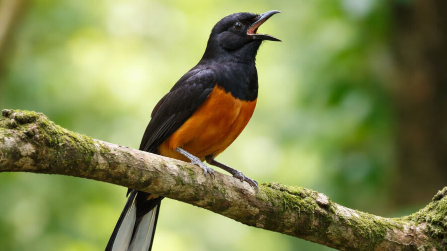 https://www.tvonenews.com/lifestyle/trend/416878-banyak-pemula-tertipu-bagaimana-dan-kecewa-begini-cara-memilih-murai-batu-yang-sehat-dan-mental-bagus
